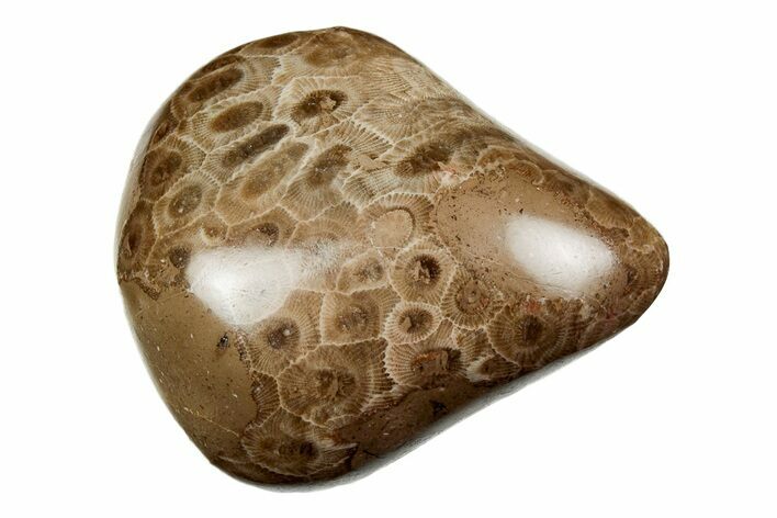 3.4" Polished Petoskey Stone (Fossil Coral) - Michigan